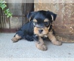 Small Photo #33 Yorkshire Terrier Puppy For Sale in MANES, MO, USA