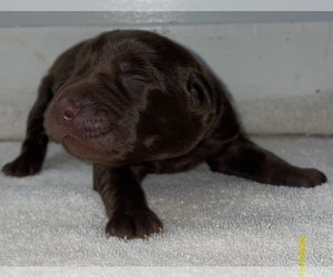 Labrador Retriever Puppy for sale in OSYKA, MS, USA