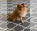 Small #1 Pomeranian