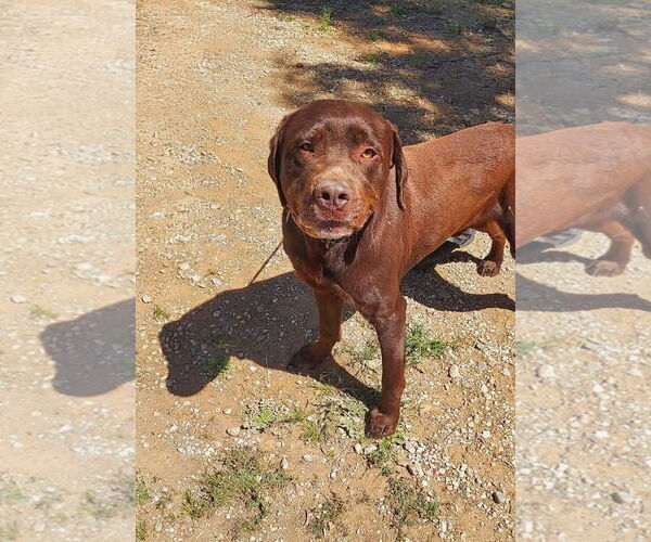Medium Photo #3 Labrador Retriever-Unknown Mix Puppy For Sale in San Diego, CA, USA