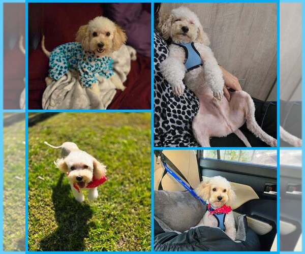 Medium Photo #2 Poochon Puppy For Sale in Plantation, FL, USA