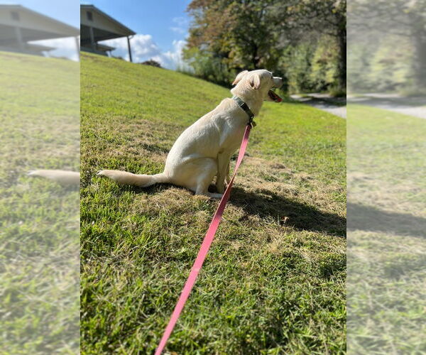 Medium Photo #8 Labrenees Puppy For Sale in Ellijay, GA, USA