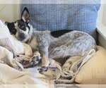 Small Photo #4 Mutt Puppy For Sale in McKinney, TX, USA