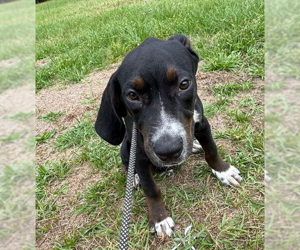 Medium Photo #5 Pointer-Unknown Mix Puppy For Sale in Tarrytown, GA, USA