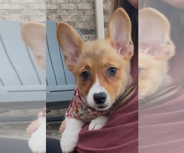 Medium Photo #1 Pembroke Welsh Corgi Puppy For Sale in GUTHRIE, KY, USA