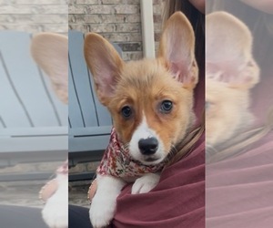 Pembroke Welsh Corgi Puppy for sale in GUTHRIE, KY, USA