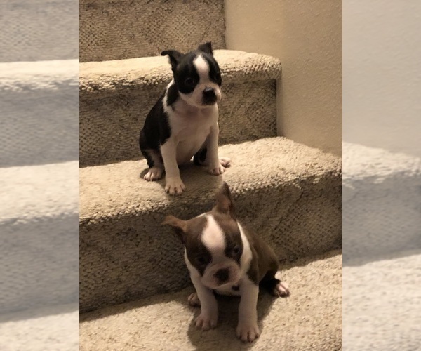Medium Photo #2 Boston Terrier Puppy For Sale in IMPERIAL BCH, CA, USA