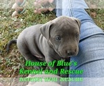 Small Photo #11 American Pit Bull Terrier Puppy For Sale in DELAWARE, OH, USA