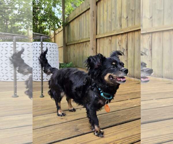 Medium Photo #3 Chilier Puppy For Sale in Rochester, NY, USA