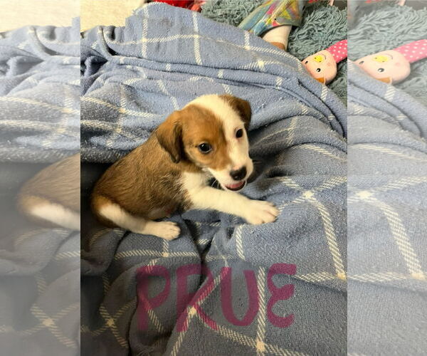 Medium Photo #1 Mutt Puppy For Sale in Jackson Township, NJ, USA