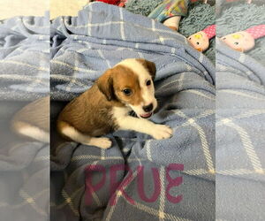 Mutt Dogs for adoption in Jackson Township, NJ, USA