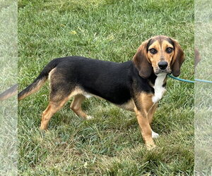 Jagger 2026 - Male Bagle Hound Dog for Adoption - Photo #2
