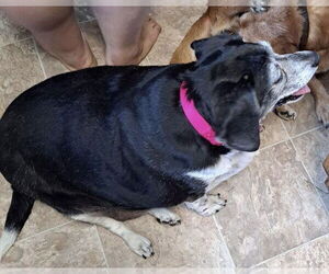 Dachshund-Unknown Mix Dogs for adoption in Charlottesville, VA, USA