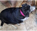 Small Dachshund Mix