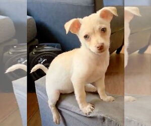 Chihuahua-Unknown Mix Dogs for adoption in Mission Viejo, CA, USA