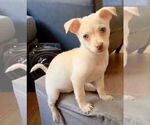 Small Chihuahua Mix