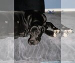 Small Photo #7 Great Dane Puppy For Sale in Bullard, TX, USA