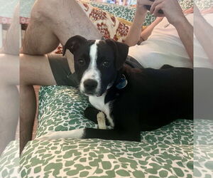 Mutt Dogs for adoption in Cary, NC, USA