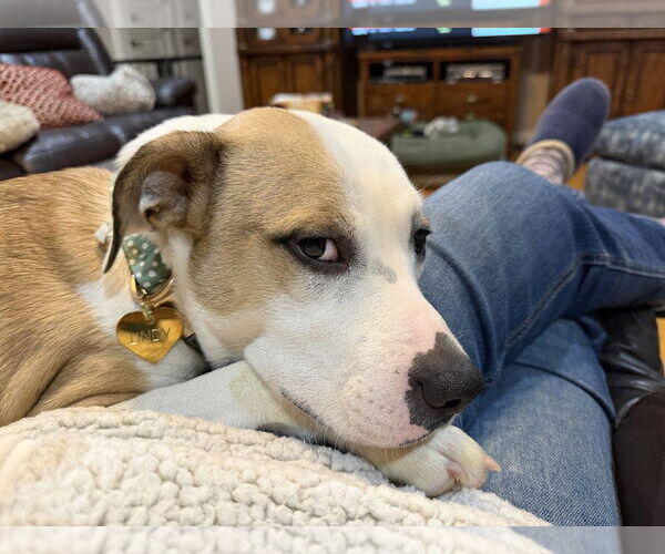 Medium Photo #4 Mutt Puppy For Sale in Boston, MA, USA