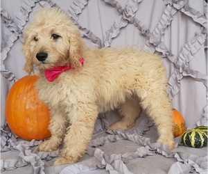 Double Doodle Puppy for sale in LANCASTER, PA, USA
