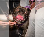 Small #2 French Bulldog
