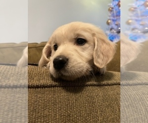 Golden Retriever Puppy for sale in PACE, FL, USA