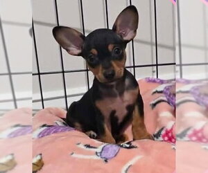 Chihuahua-Unknown Mix Dogs for adoption in Jacksonville, NC, USA