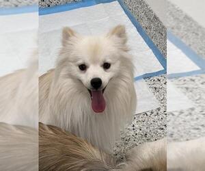 Paperanian Dogs for adoption in Canfield, OH, USA