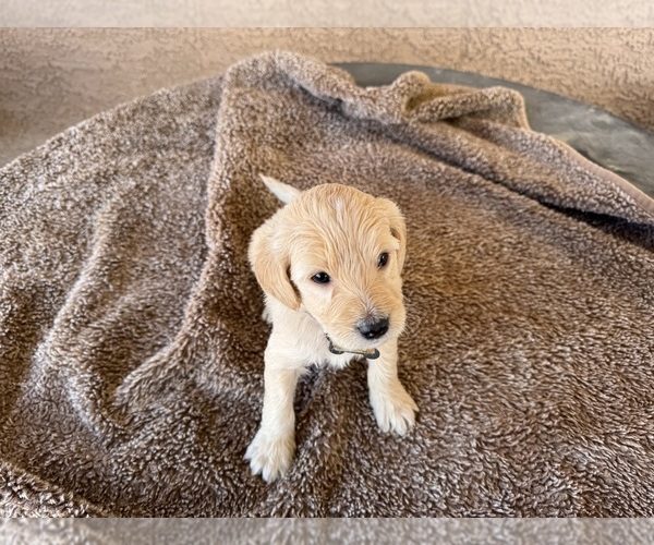 Medium Photo #6 Goldendoodle (Miniature) Puppy For Sale in PAHRUMP, NV, USA