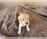 Small Photo #6 Goldendoodle (Miniature) Puppy For Sale in PAHRUMP, NV, USA