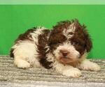 Small Photo #7 Poodle (Toy) Puppy For Sale in SHAWNEE, OK, USA