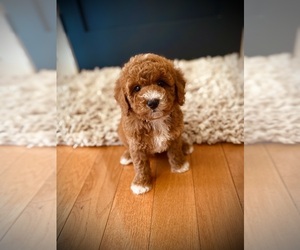 Poodle (Miniature) Puppy for Sale in CROSSVILLE, Tennessee USA