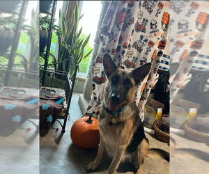 German Shepherd Dog Dogs for adoption in Kansas City, MO, USA