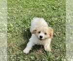Small #1 Cavachon
