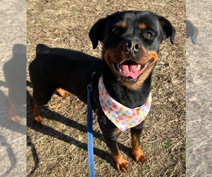Rottweiler Dogs for adoption in garner, NC, USA