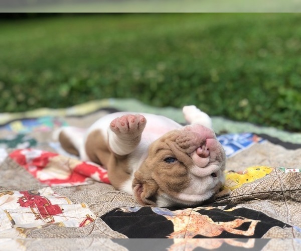 Medium Photo #3 English Bulldog Puppy For Sale in CLOVER, SC, USA