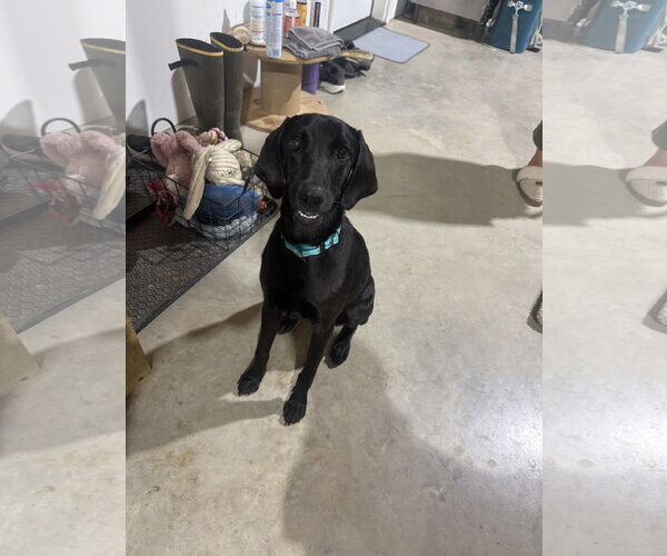 Medium Photo #2 Labrador Retriever-Unknown Mix Puppy For Sale in Oakhurst, NJ, USA