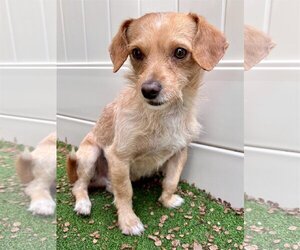 Cocker Spaniel-Jack Russell Terrier Mix Dogs for adoption in Dana Point, CA, USA