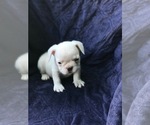 Small #2 French Bulldog