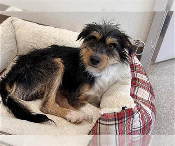 Medium Photo #1 Miniature Schnauzer-Unknown Mix Puppy For Sale in Santa Rosa, CA, USA