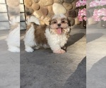 Small Shih Tzu