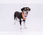 Small #4 Collie-Labrador Retriever Mix