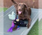 Small #1 Labrador Retriever Mix