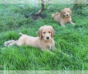Goldendoodle-Poodle (Standard) Mix Puppy for sale in GRESHAM, OR, USA