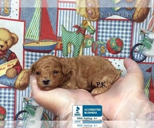 Poodle (Toy) Puppy for sale in WINNSBORO, LA, USA