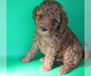 Goldendoodle (Miniature) Puppy for sale in BLMGTN, IN, USA