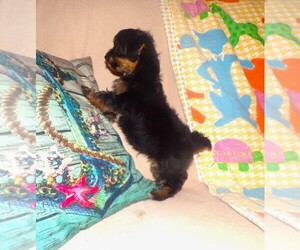 Yorkshire Terrier Puppy for sale in NEOSHO, MO, USA