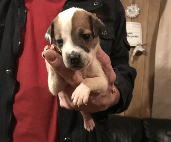 Medium Photo #2 American Pit Bull Terrier Puppy For Sale in CHATSWORTH, GA, USA