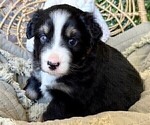 Small Photo #7 Miniature Australian Shepherd Puppy For Sale in MIDLAND, TX, USA