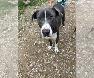 Jenny - Female American Staffordshire Terrier-Unknown Mix Dog for Adoption - Photo #4